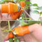 Vegetable Fruit Picker